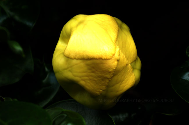 Solandra maxima - liane trompette Île de la Réunion Solandra maxima - liane trompette
