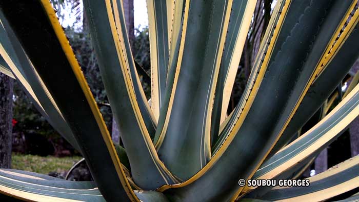 Agave variégata