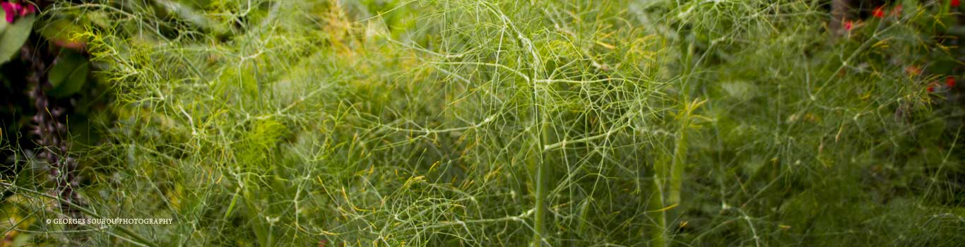 Cyclospermum leptophyllum (Pers.) .