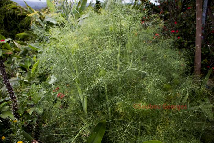 Cyclospermum leptophyllum (Pers.) .